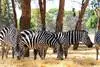 Afrique Du Sud - Johannesbourg, Autotour L'Afrique du Sud en toute indépendance en hôtels 4*