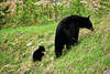 Canada - Montreal, 15 JOURS / 13 NUITS - Autotour Quebec et Ontario
