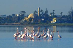 Chypre-Larnaca, Autotour Est Ouest