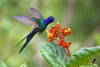 Colibri