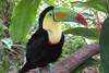 Toucan