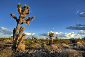 Vacances Las Vegas: Autotour Cowboys et Casinos