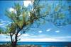 le Sud Sauvage
