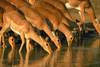 Antilopes