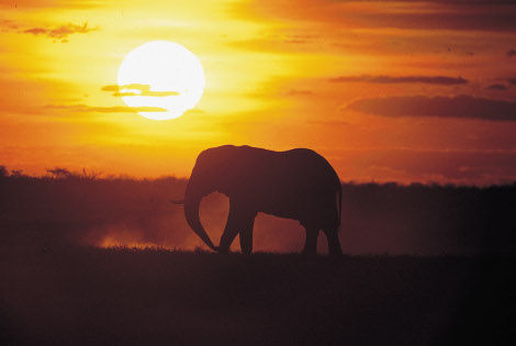 Elephant