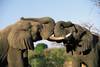 Elephants