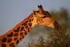 Girafe