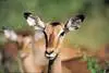 Impala