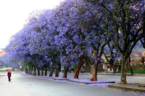 Johannesbourg
