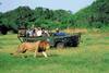 Parc Kruger
