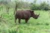 Rhinocéros