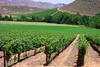 Vignes