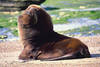Animaux