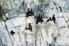 Cormorans
