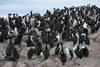 Cormorans