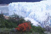 Glacier