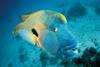 Australie : Ocean