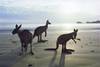 Kangourous