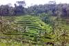 Bali Premières