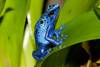 Grenouille Bleu