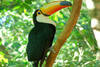Toucan