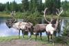Caribous