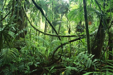 Voyage Costa Rica, Circuit�San jose : H�tel Costa Rica - Paradis naturel