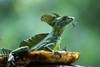 Lezard tropical
