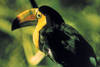 Costa Rica - San jose, 14 JOURS / 12 NUITS - Circuit Nature a l'etat Pur