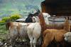 Lamas