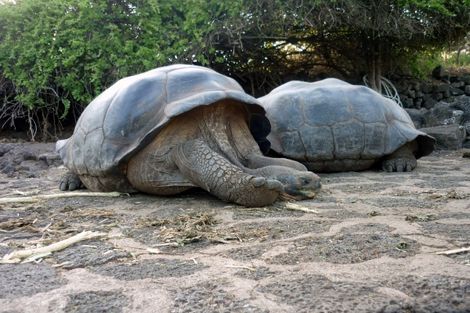 Tortues