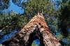 Sequoia Park