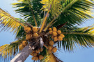 Etats-Unis - Miami, Autotour Classique en Floride 