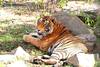 Inde - Delhi, Circuit Rajasthan Essentiel et Parc Animalier