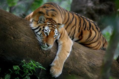 Tigre