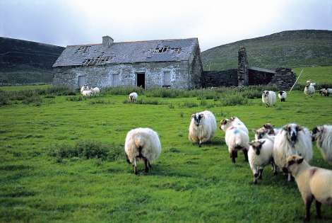 près avec mouton