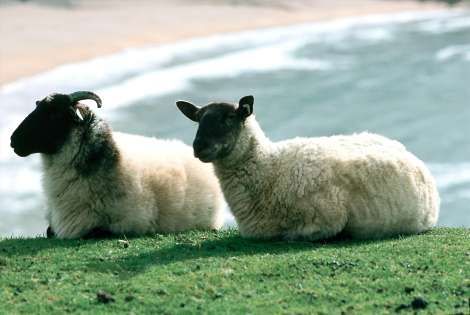 mouton d'irlande