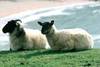 Irlande - Shannon, Circuit Charmes d'irlande 3*