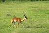 Animaux 1