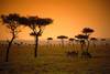 Coucher de soleil au Masai-Mara