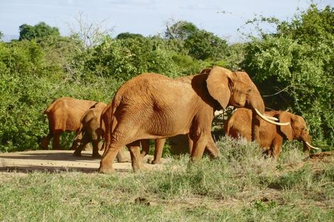 Voyage Kenya, Circuit�Nairobi : Circuit Safari Kilimandjaro