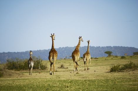 Voyage Kenya, Circuit�Nairobi : Circuit Safari Pol� Pol�