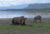 Kenya - Nairobi, Combiné circuit et hôtel Safari Nyati