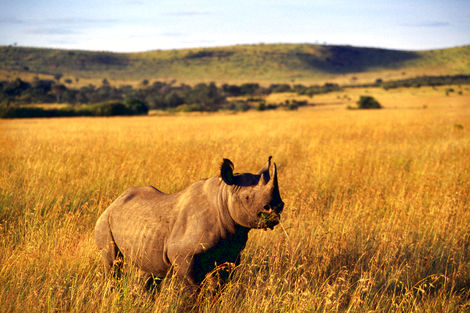 Voyage Kenya, Circuit�Nairobi : Circuit Insolite Kenya