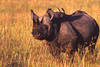 Rhinoceros