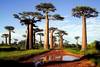 Allée des Baobabs à Morondova