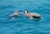 dauphins