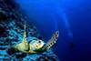 tortue de mer