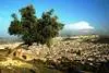 Fes