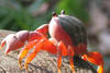 crabe